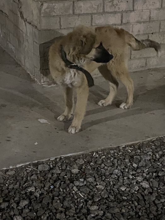 Щенок в доьрые руки