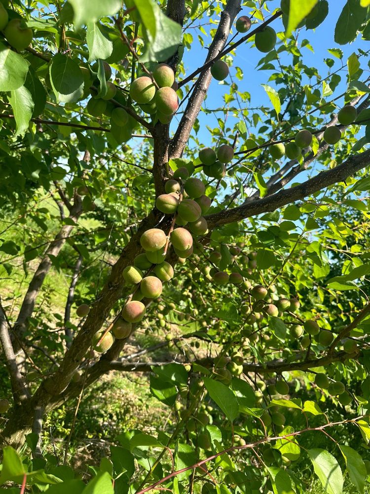 Livada pomi fructiferi (cais)