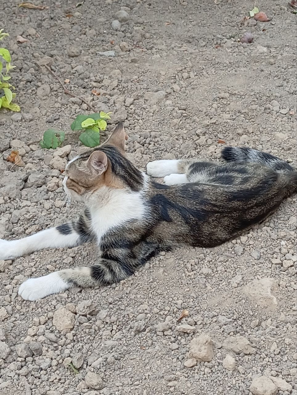 Котенок ищет себе хозяина