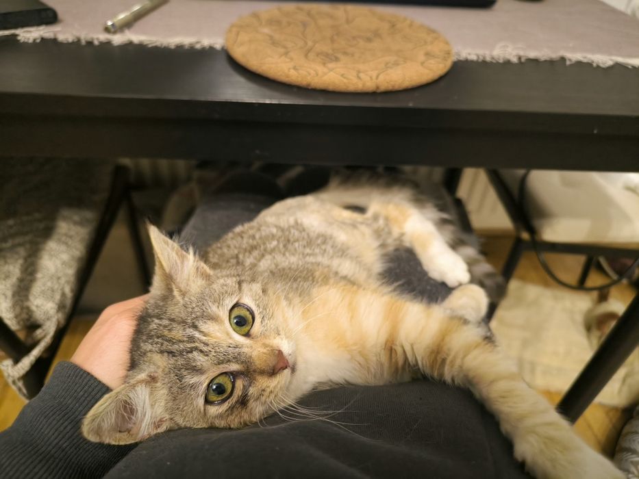 Трицветно женско коте търси дом