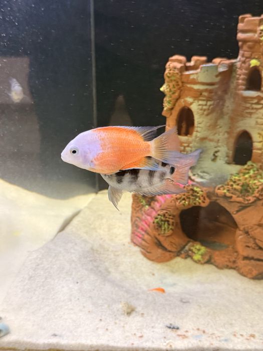 Баликлар сотилади иккаласа битта пара ишлаб турган баликлар