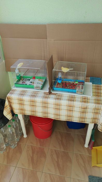 Орфей-мъжко и женско.Млади,тазгодишни.