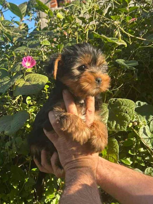 Йоркширски териер