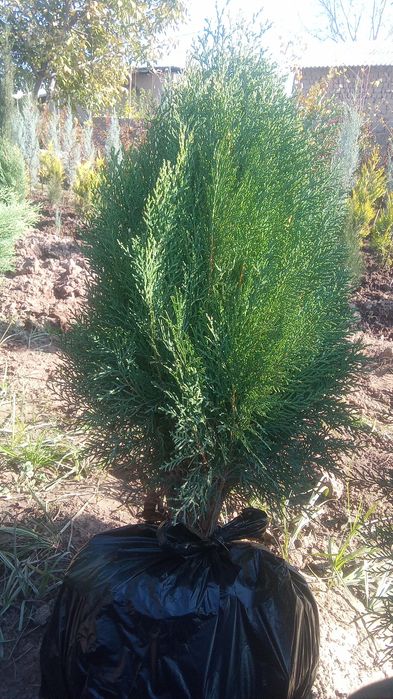 archa koʻchatlari bor