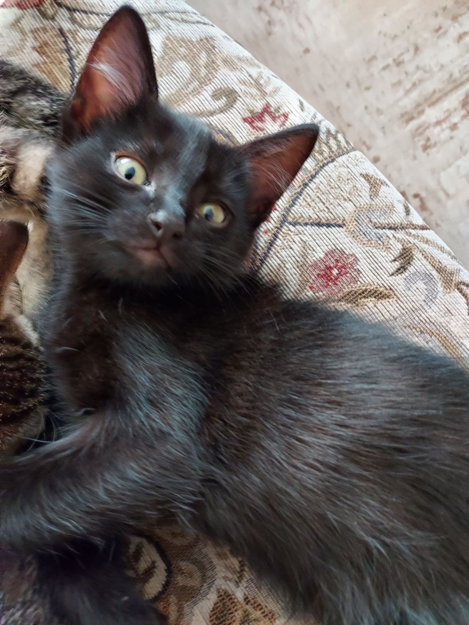Котята,  2 месяца , в добрые руки
