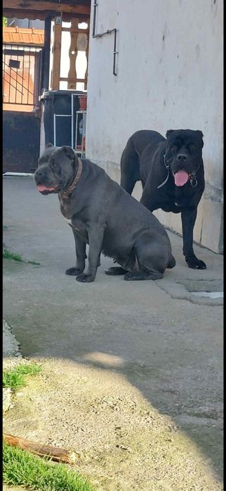 Кане корсо сиво мъжко