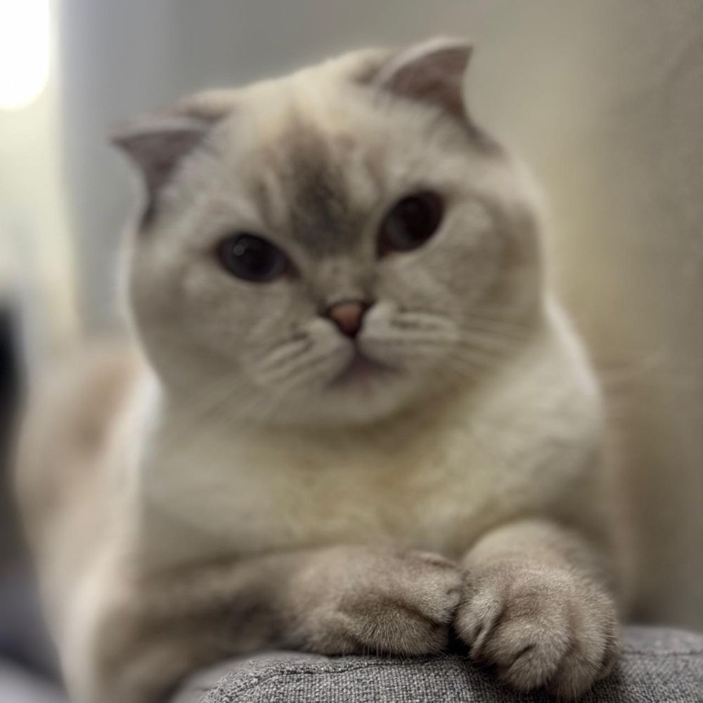 Продаю британскую кошечку