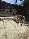 Ofer spre adoptie !!!