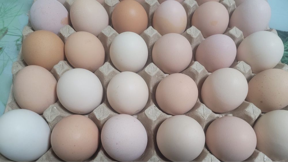 Инкубационные куринные яйца