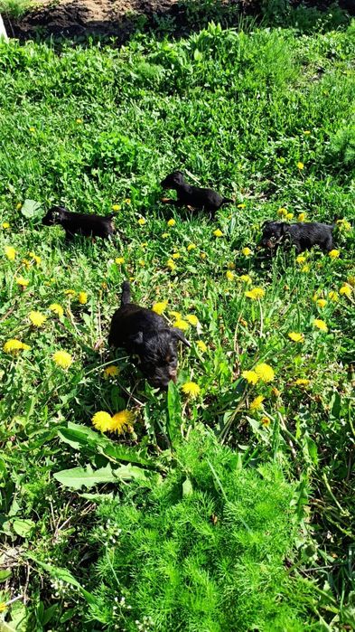 Продам щенков ягтерьера