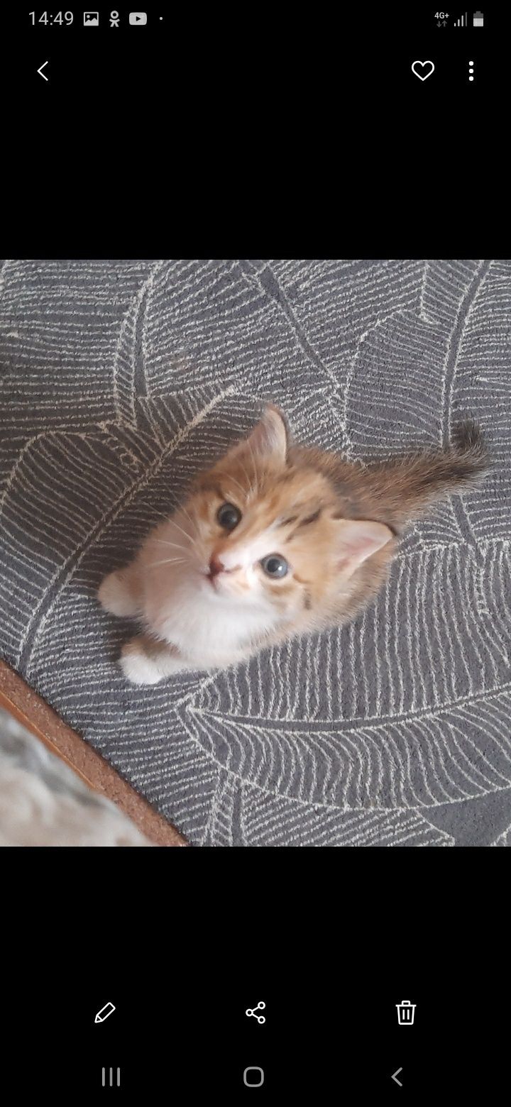 Котята в добрые руки