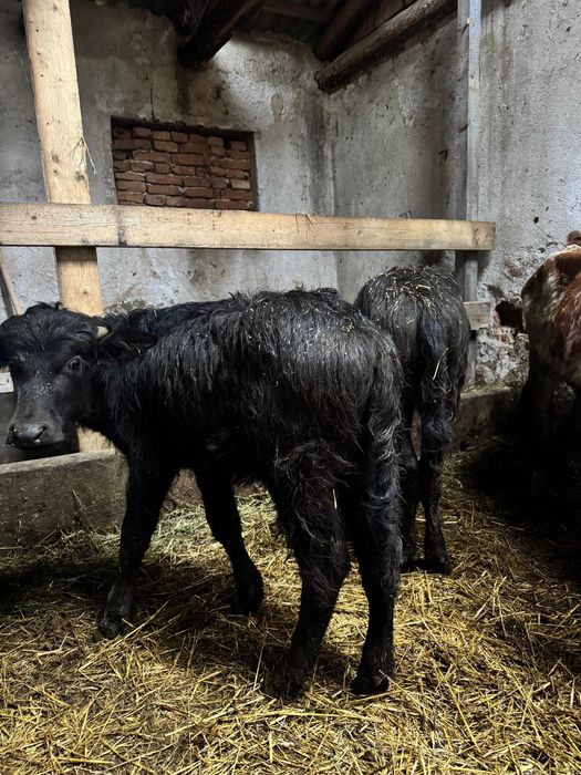 Vând 2 pui de bivoliță!