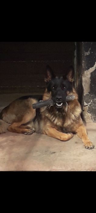 Пропала собака кобель немецкая овчарка, 2,6 года.