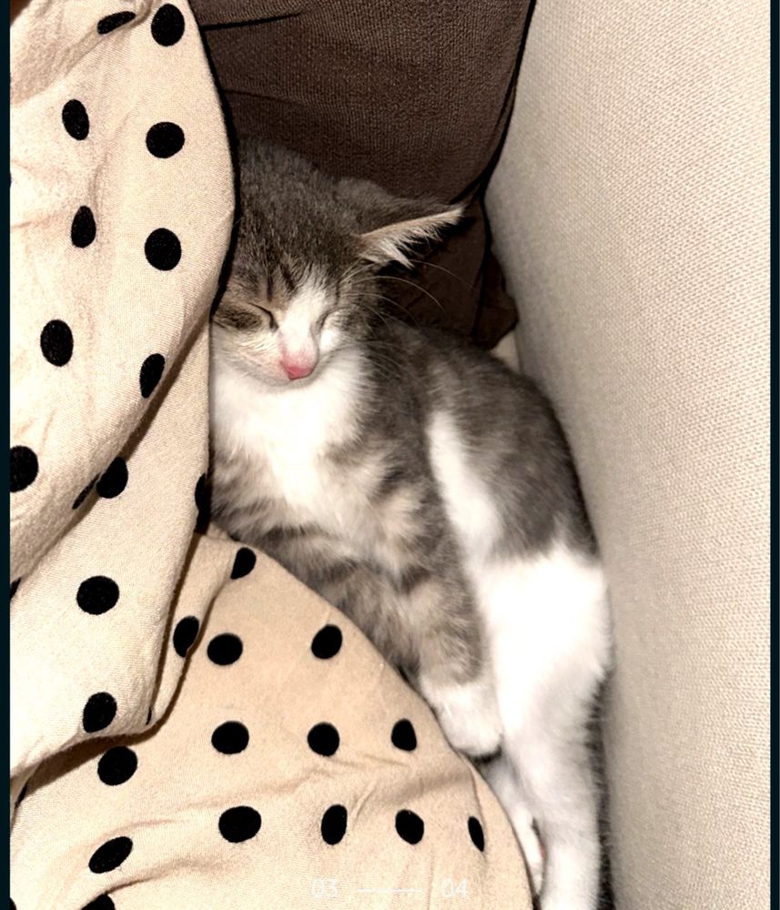 Отдам даром котенок
