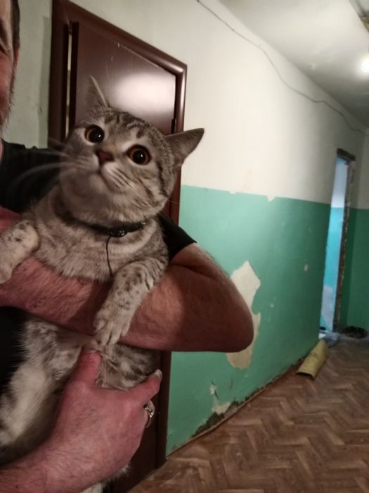 Котенок отдам в хорошие руки