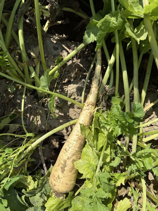 Vand ceapa si pastarnac