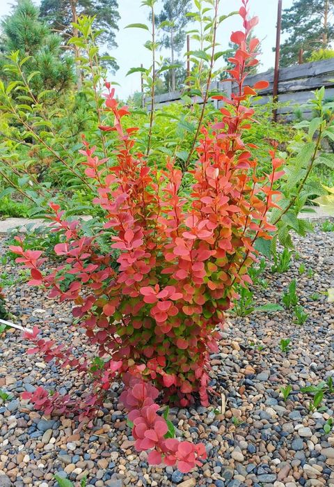 Барбарис Тунберга