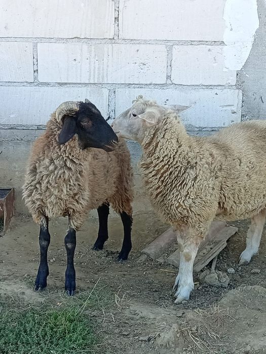 Berbec de rasa de vânzare