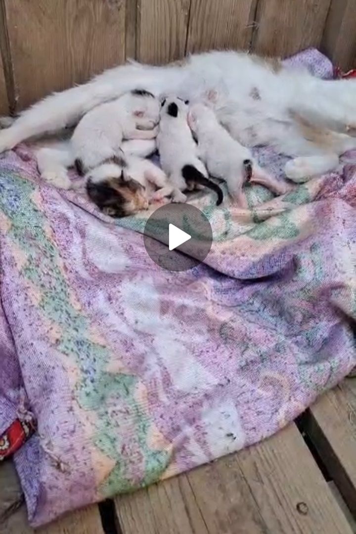 4 мысық бар . Дүниеге 4 июнь келді. Ватсап жазыныздар