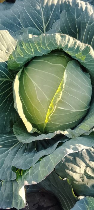 Varza de vânzare Mutima pentru murat 2-4 kg