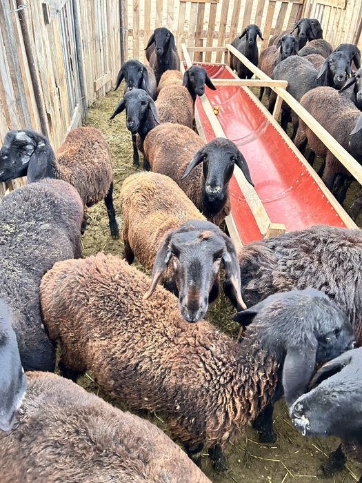 19 бас ұрғашы қозы