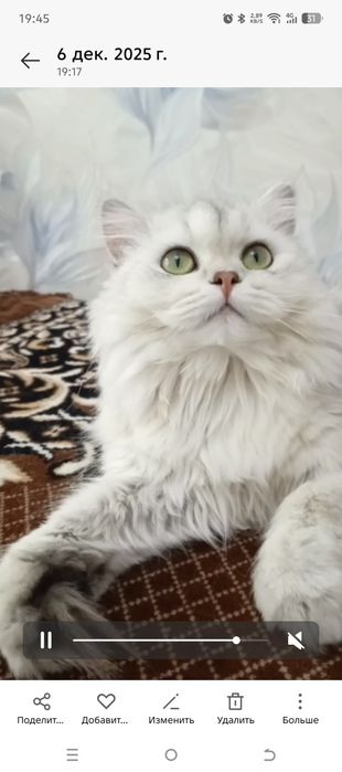 Скоттиш- страйт, окрас серебристый.