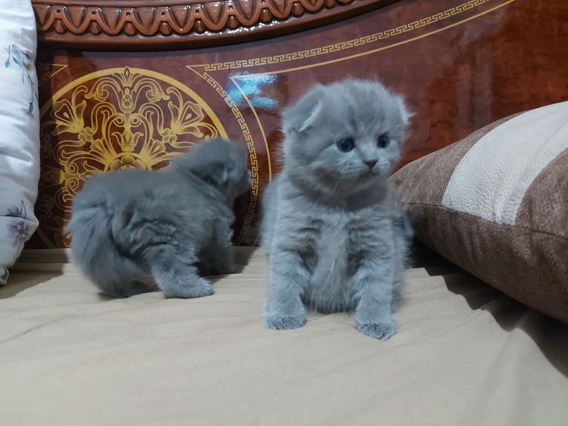 Британский toza zotli mushuklar