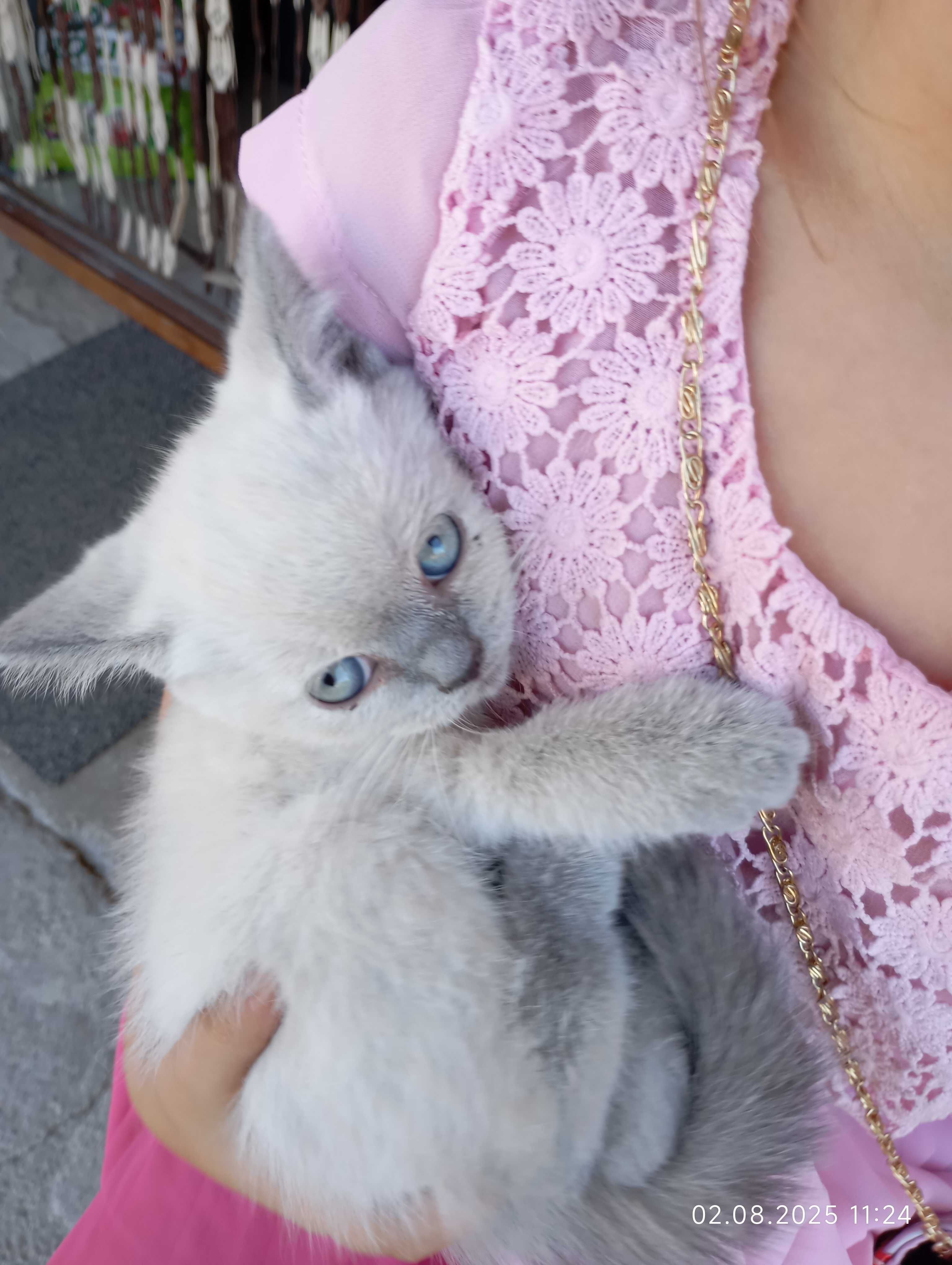 Британски котенца