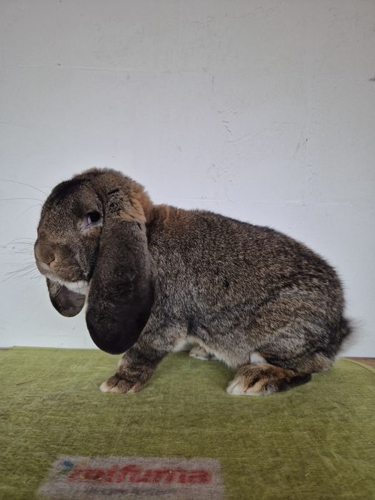 Mascul Berbec German