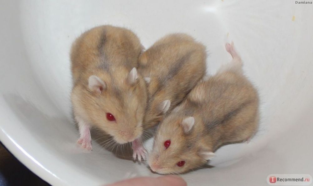 Продам  - джунгарики  ( красный)