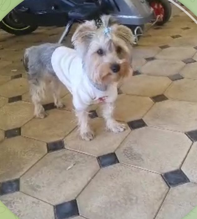 Продам йоркширского терьера (мальчик)