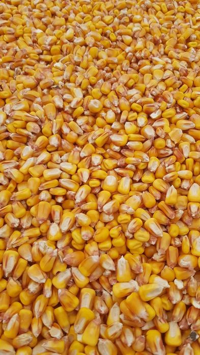 grau ,porumb,uruiala