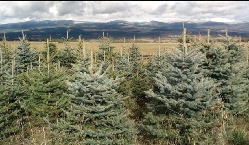 Brad verde arginitu ornamental