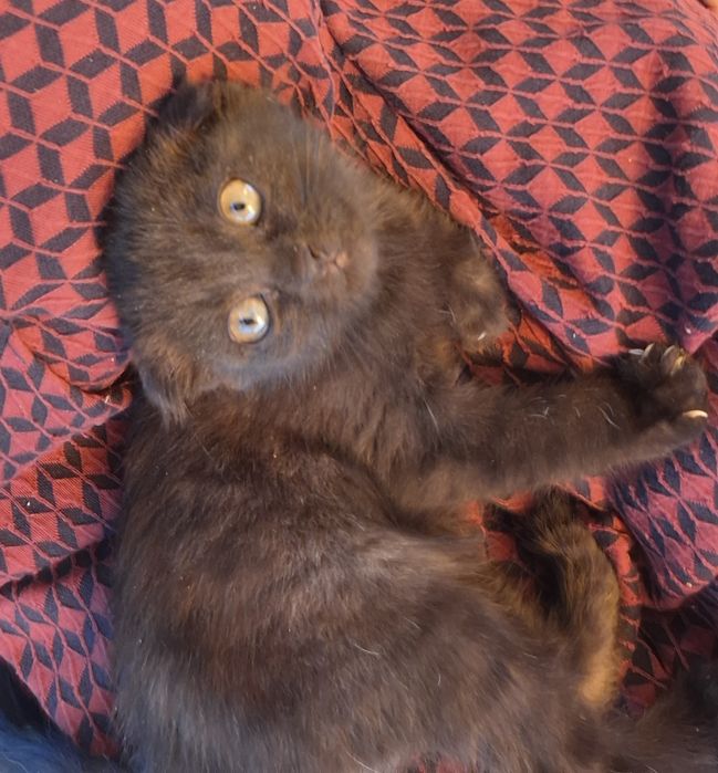 Котёнок вислоухий