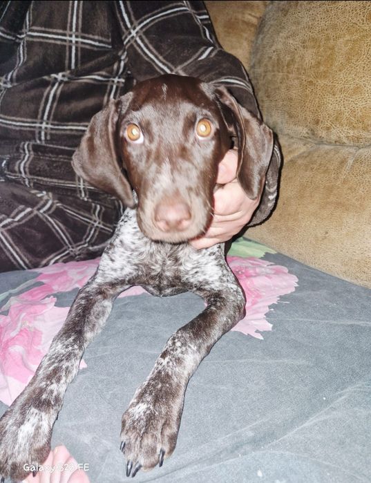 Продам собаку породы Курцхаар!!