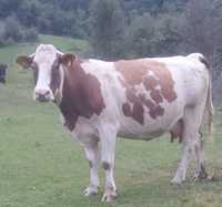 Vând vacă  balțata românească