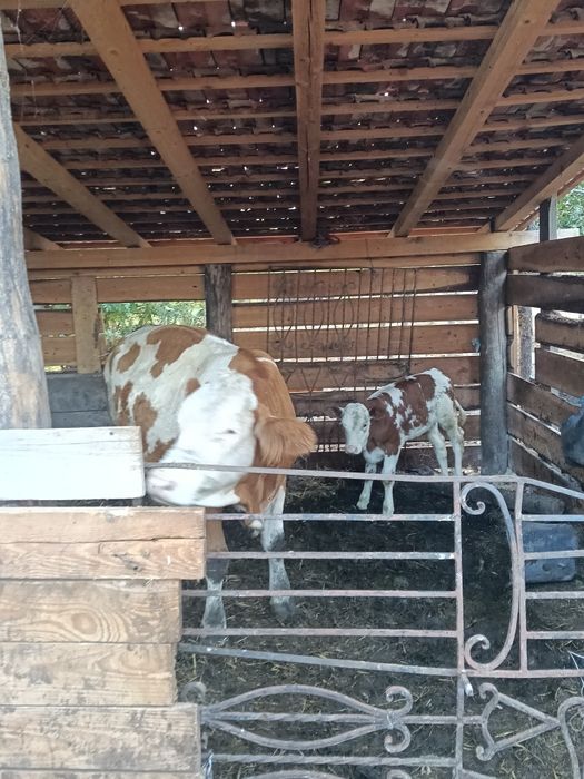 Juninca , vaca Bălțată românească