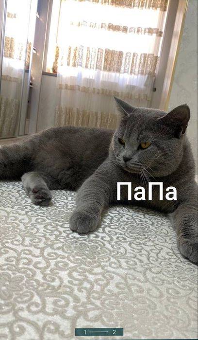 Продается котята скотч фолд
