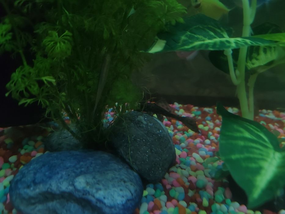 Acvariu complet cu pești ,plante și substrat