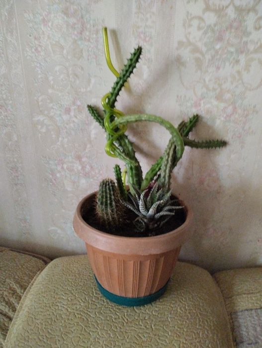 Кактус .Два (3) в одном горшке .