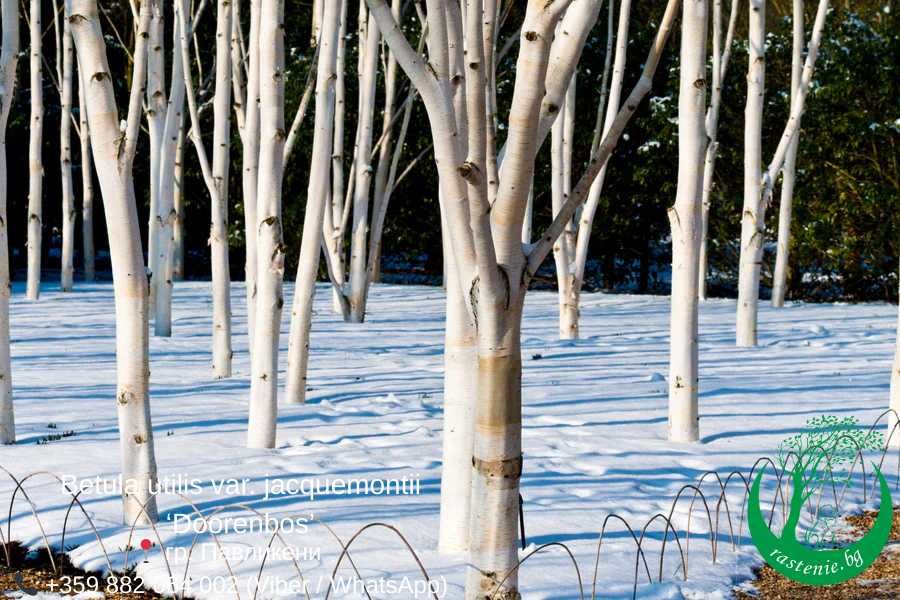 Бяла бреза в саксия