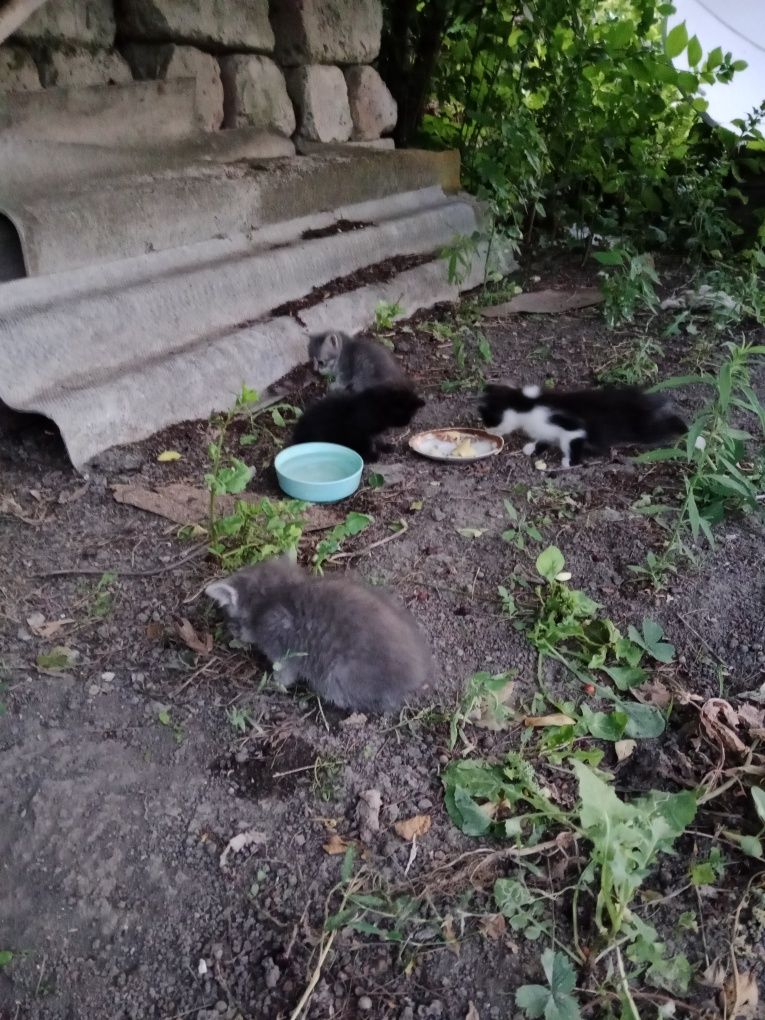 Котята  животные