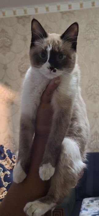 В хорошие добрые руки