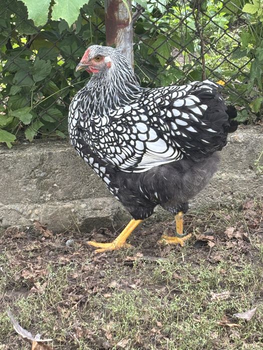 Vand cocosi wyandotte argintiu