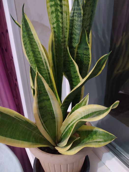 Сансееверия  комнатное растение