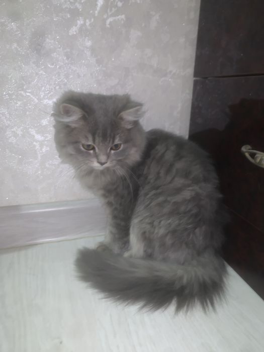 Scottish fold/straight