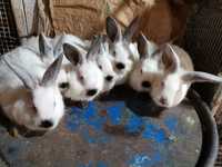 Vând pui de iepuri din rasa californian