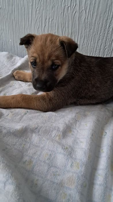 Щенок девочка ищет дом