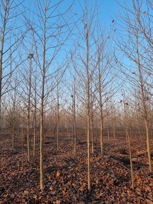 Platan de la 2.5 la 6m