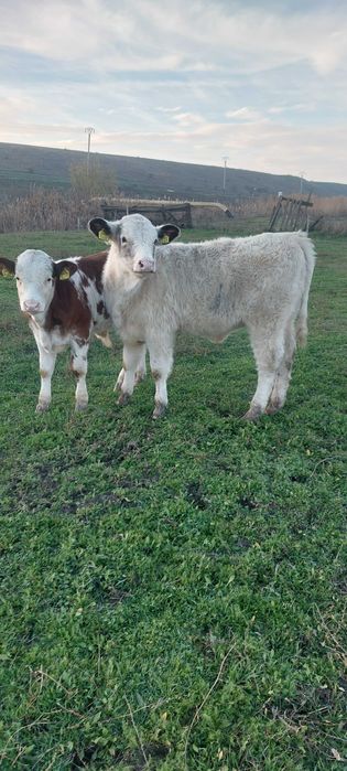 vitei semi intarcati